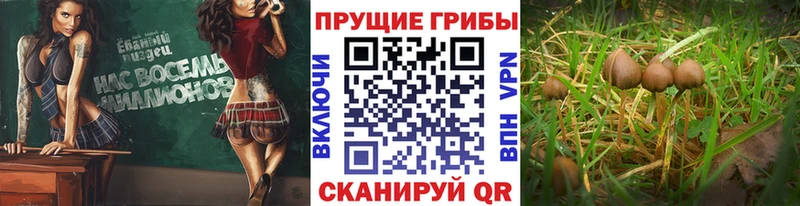 Галлюциногенные грибы Cubensis  Купить где  Бугуруслан 